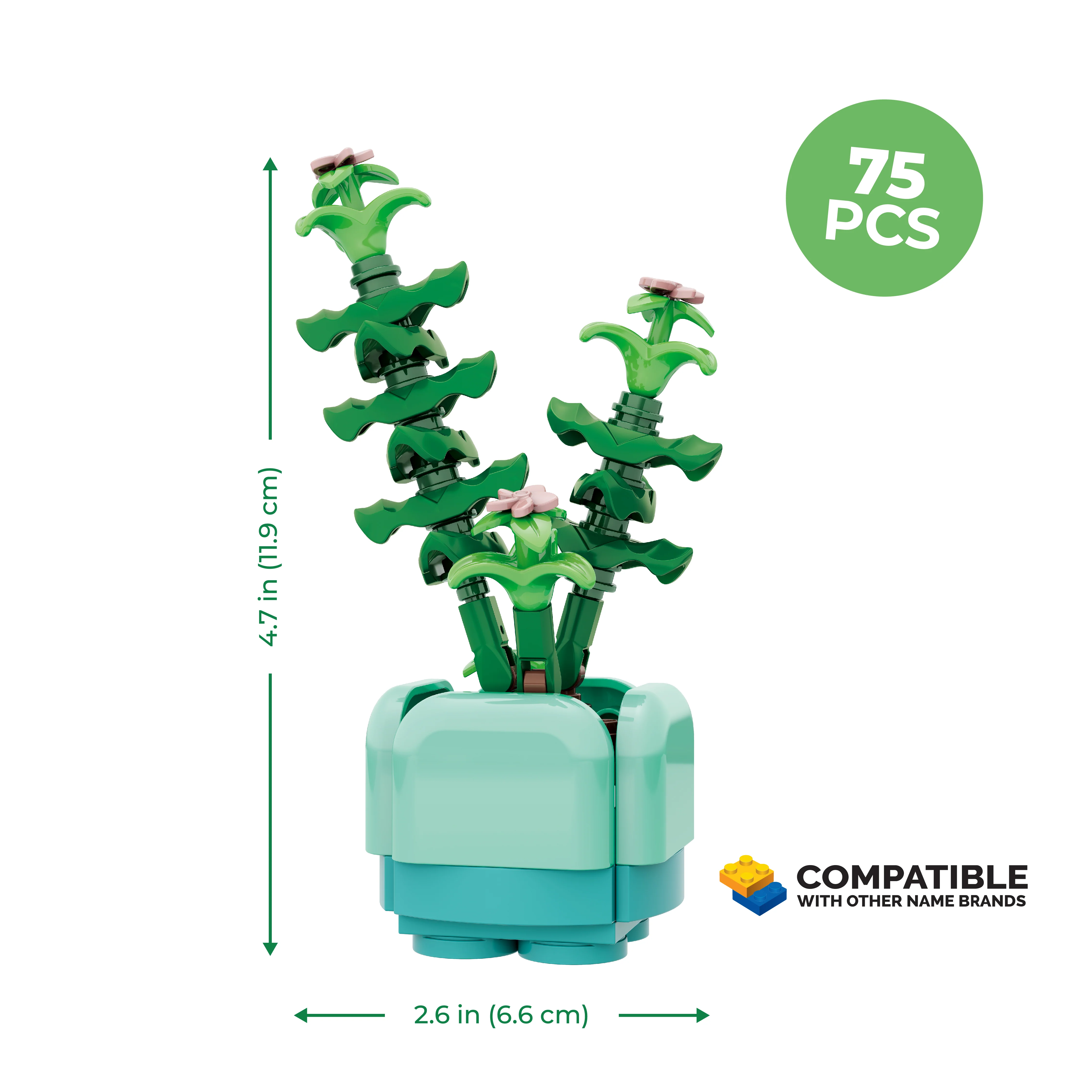 Crassula Succulent - Image 4
