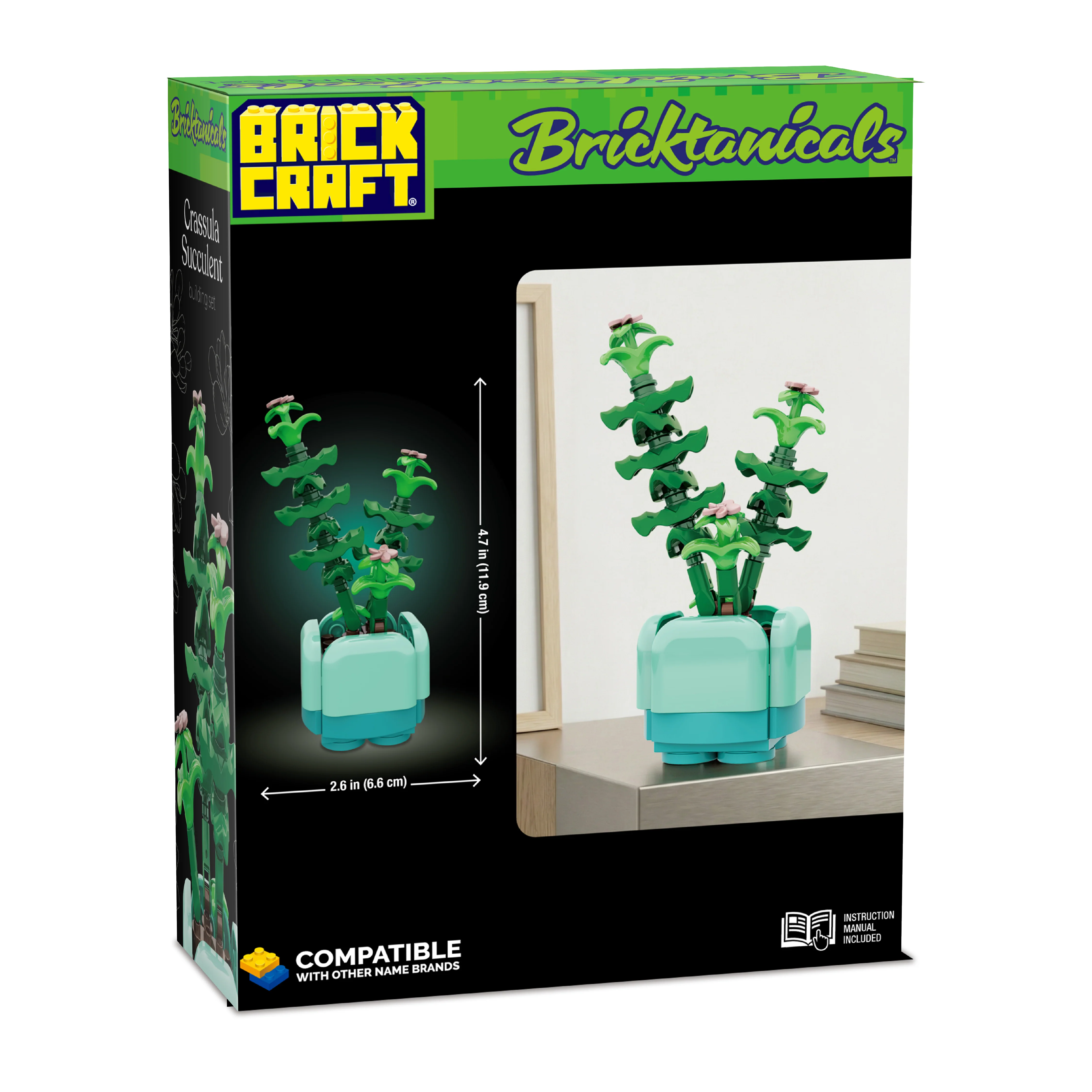 Crassula Succulent - Image 8