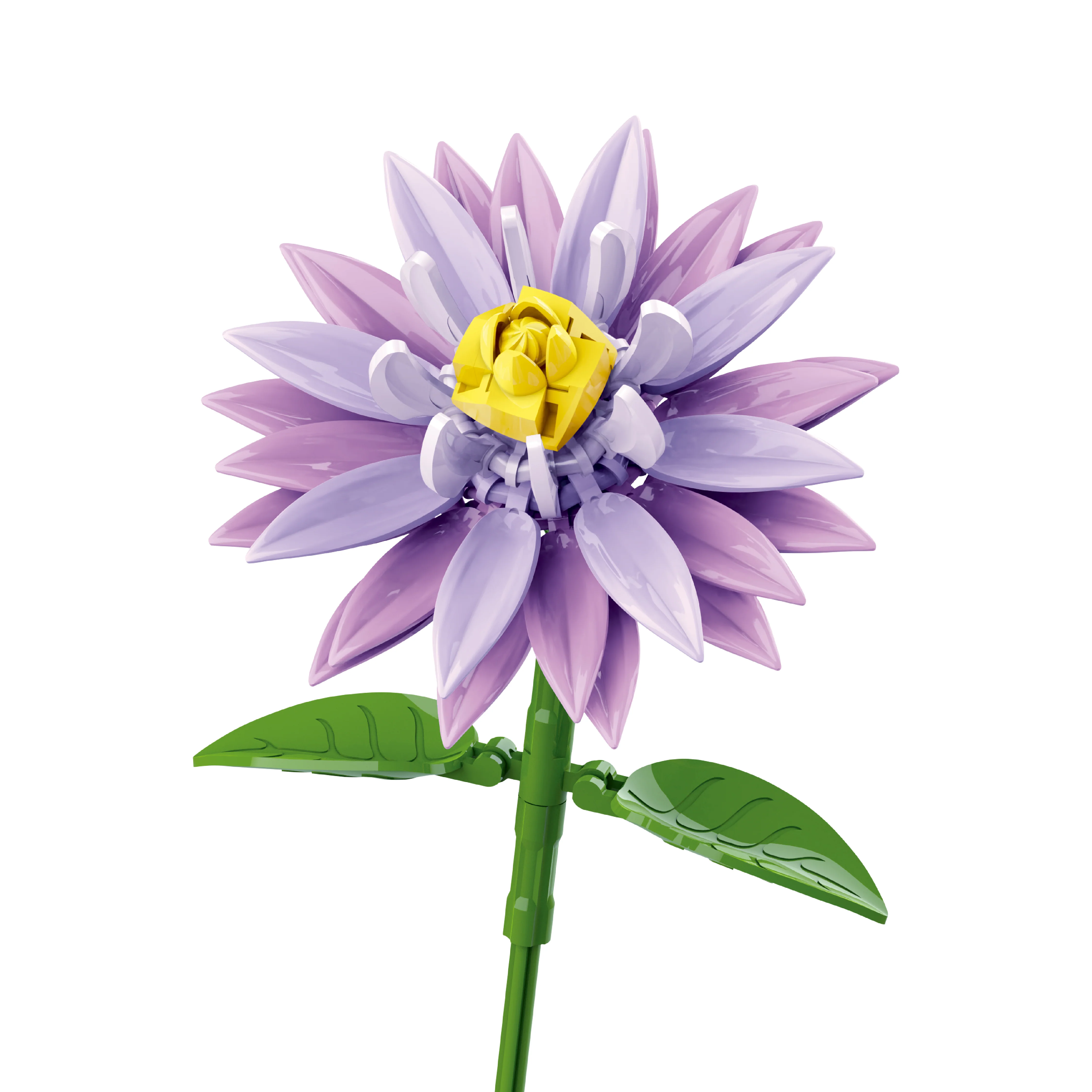 Water Lily